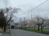 西目駅の桜(5)