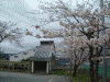 西目駅の桜(6)