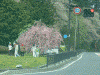 中尊寺入口の桜(1)