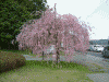 中尊寺入口の桜(2)