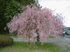 中尊寺入口の桜(3)