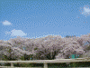 珊瑚橋から望む北上展勝地の桜(1)
