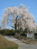 岩手公園の桜(1)