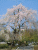 岩手公園の桜(2)