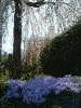 岩手公園の桜(4)/芝桜と共に