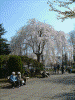 岩手公園の桜(5)