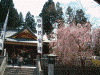 桜山神社(3)