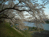 角館・檜木内川の桜並木(16)