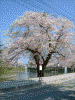 最上公園の桜(2)