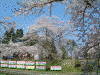 最上公園の桜(3)