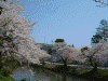 最上公園の桜(11)