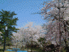 最上公園の桜(12)