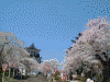 横手城址の桜(4)