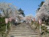 横手城址の桜(5)