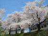 横手城址の桜(6)