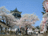 横手城址の桜(7)
