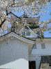 横手城址の桜(8)