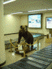 とかち帯広空港の手荷物受取スペースに鎮座していた熊の剥製