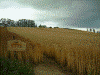 赤麦の丘(1)