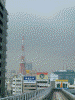 ゆりかもめからの眺め(6)/東京タワー