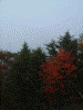 中禅寺湖展望台近くで見かけた紅葉