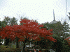 奈良公園の紅葉(2)
