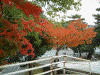 奈良公園の紅葉(3)