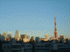 六本木ヒルズから見る東京タワー(1)