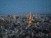 東京シティビューからの眺め(1)/東京タワーと共に