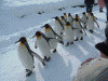 ペンギンの散歩(8)