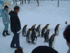 ペンギンの散歩(12)