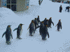 ペンギンの散歩(13)