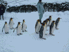 ペンギンの散歩(15)