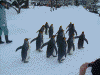 ペンギンの散歩(16)