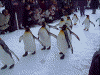 ペンギンの散歩《動画》(1)