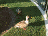 シンデレラ城のまわりには鴨がいっぱい
