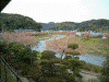 部屋から眺める下賀茂みなみの桜(2)