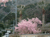 下賀茂みなみの桜(5)