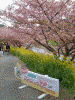 下賀茂みなみの桜(7)