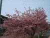 下賀茂みなみの桜(11)