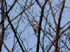 木に止まる鳥を撮ってみました(3)