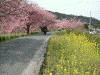下賀茂みなみの桜(14)