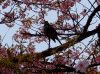 下賀茂みなみの桜(21)