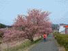 下賀茂みなみの桜(28)