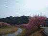 下賀茂みなみの桜(30)