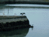 外川漁港(4)