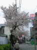 港南桜道の桜(1)