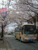 港南桜道の桜(4)/江ノ電バス「こまわりくん」が行く