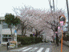 港南桜道の桜(5)