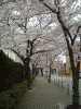 港南桜道の桜(7)